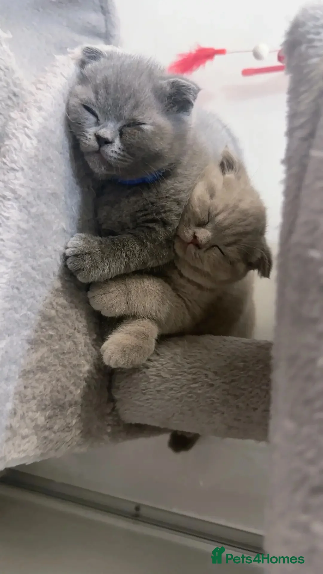 British Shorthair cats for sale: Stunning British Shorthair/Fold Kittens in Rotherham - Advert 1