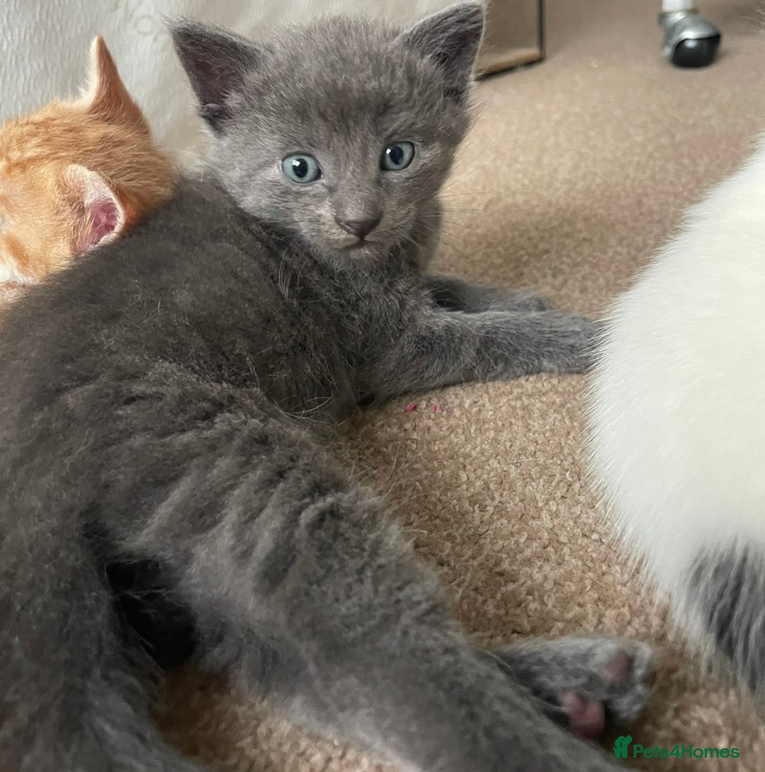 Mixed Breed cats for sale: 5 Beautiful & Friendly kittens for sale  - Advert 17