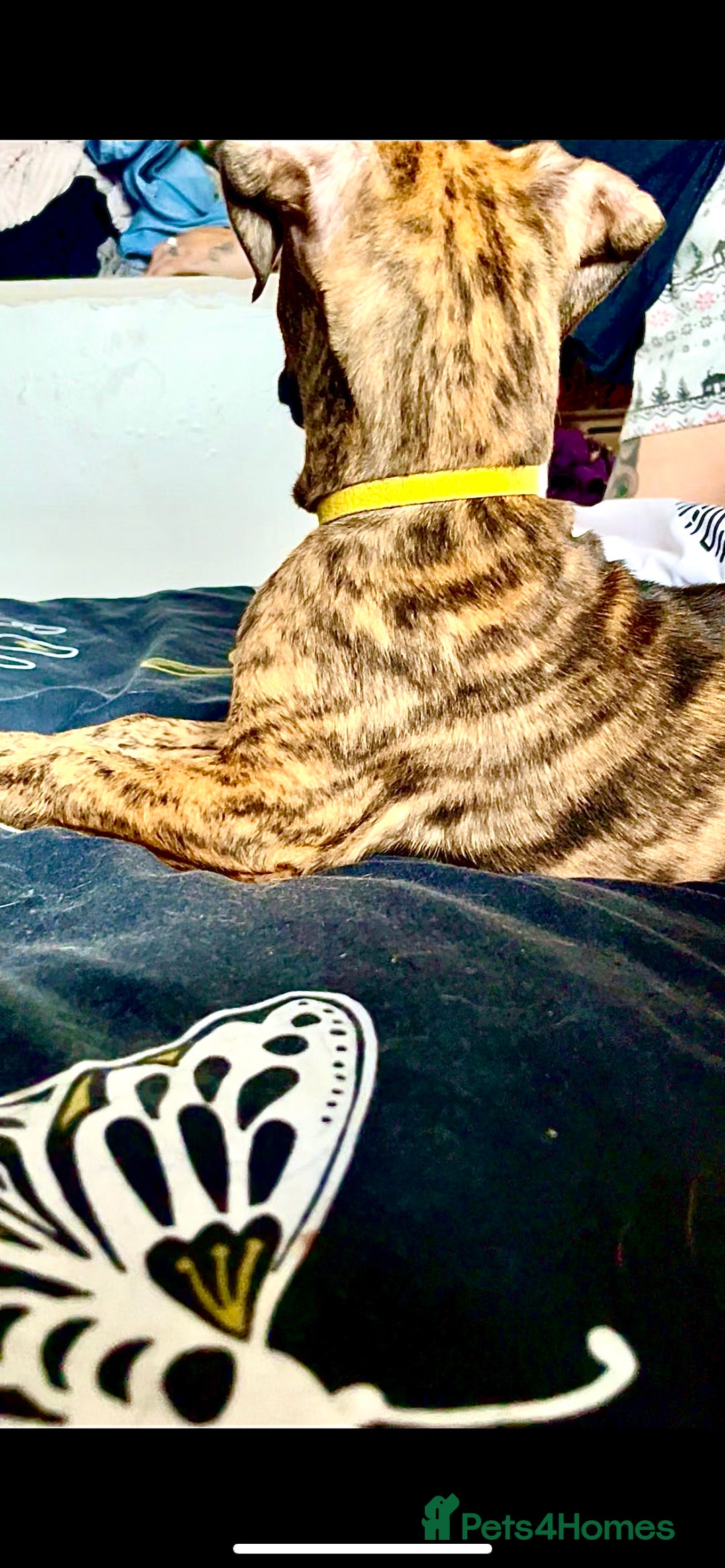 Mixed Breed dogs for sale: Presa Canario x Cane Corso  - Image 2