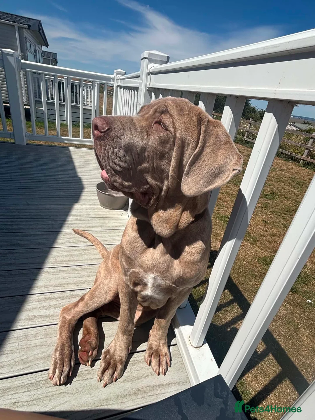Neapolitan Mastiff dogs for sale: Female Neapolitan Mastiff (6 months old)  - Advert 2