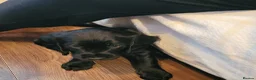 Cocker Spaniel dogs for sale: Gorgeous Cocker Spaniel Puppies 🐾  - Advert 14
