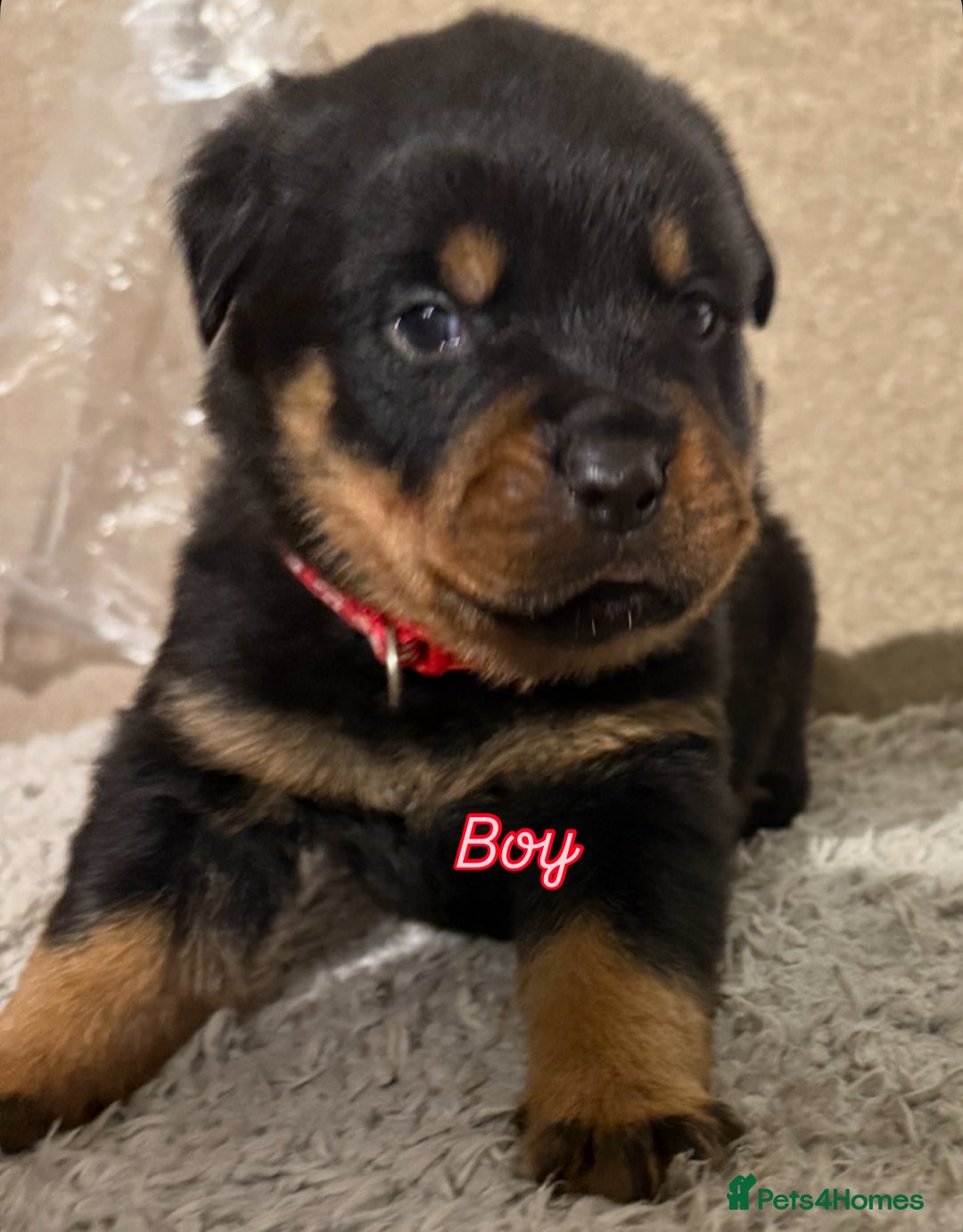 Mixed Breed dogs for sale: Boxweiller Puppies - Advert 8