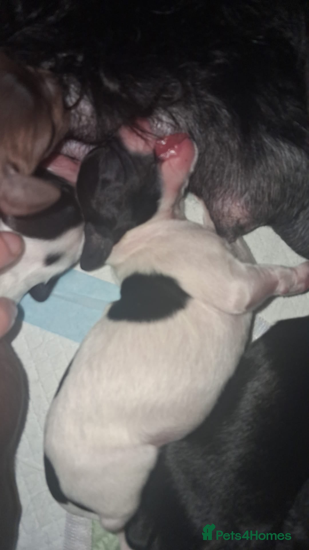 Mixed Breed dogs for sale: ☆six beautiful male puppys seeking forever homes☆ - Advert 9