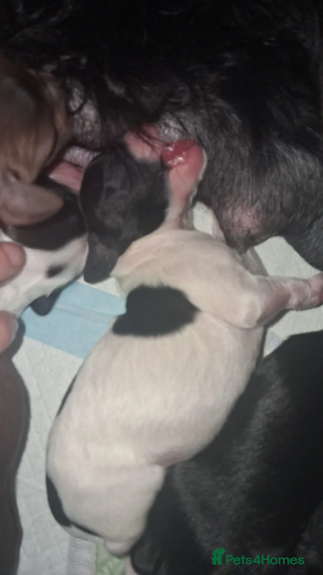 Mixed Breed dogs for sale: ☆six beautiful male puppys seeking forever homes☆ - Advert 12