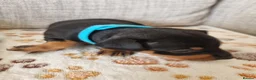 Miniature Pinscher dogs for sale: Three beautiful mini-pin pups  in Morecambe - Advert 8
