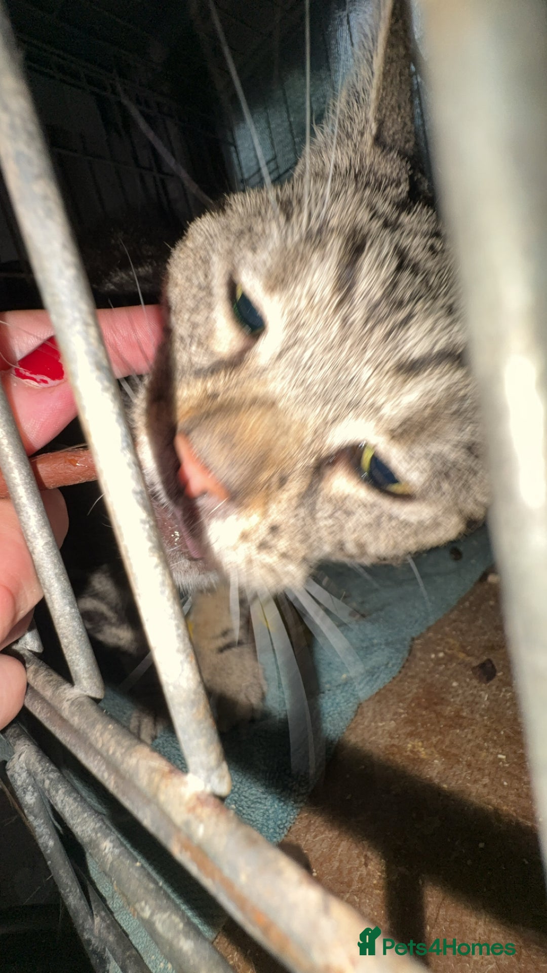 British Longhair cats for sale: Rescue kittens🧡 - Image 18