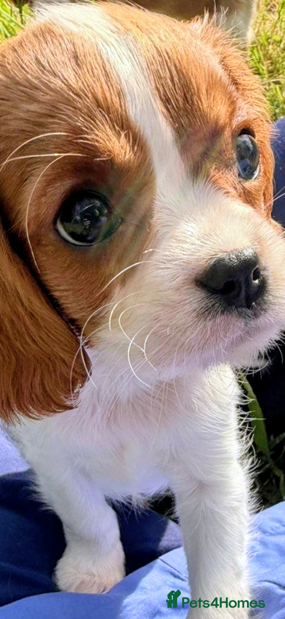 Cavalier King Charles Spaniel dogs Cutest king charles cavalier puppies - Advert 1