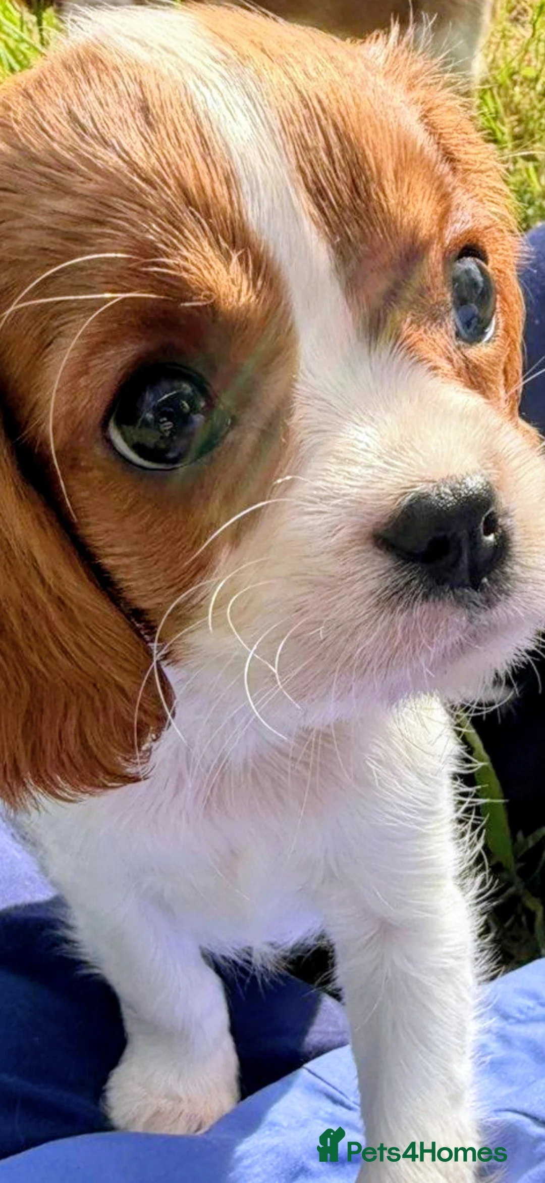 Cavalier King Charles Spaniel dogs for sale: Cutest king charles cavalier puppies - Advert 1