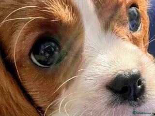 Cavalier King Charles Spaniel dogs 2 beautiful boys . king charles cavalier puppies - Advert 1
