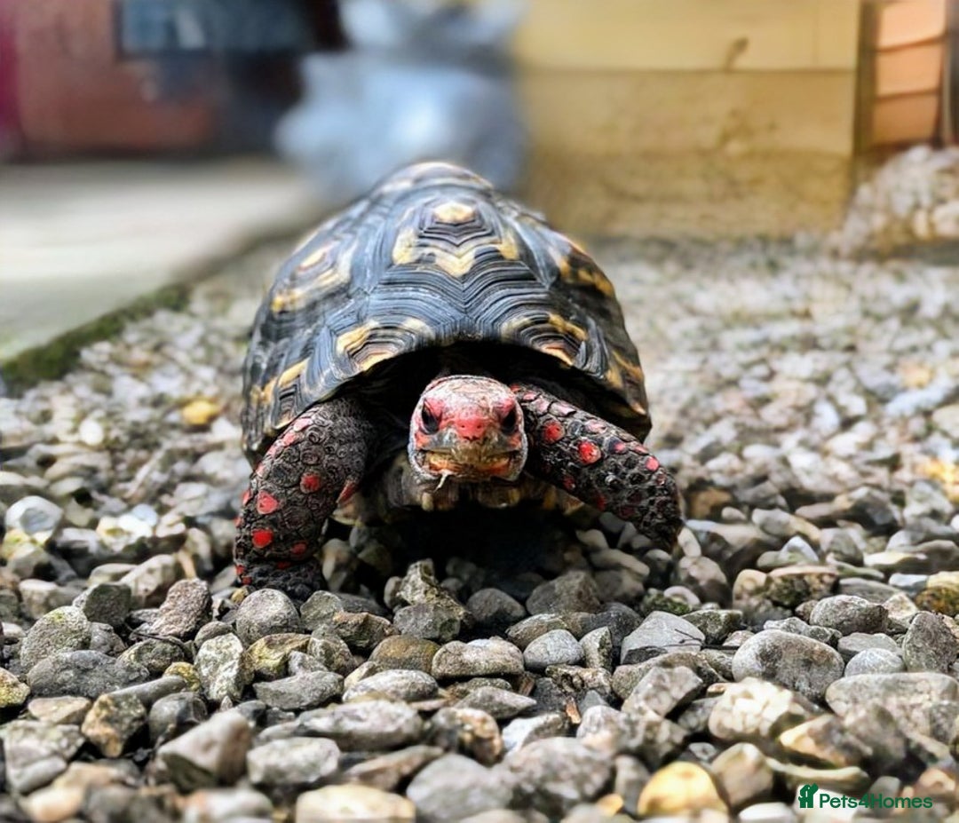 Tortoise reptiles for sale: Female cherry head red foot tortoise - Image 8