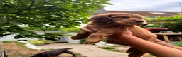 Cocker Spaniel dogs for sale: Last Puppy Available Calm Boy in Newton Abbot in Newton Abbot - Advert 22