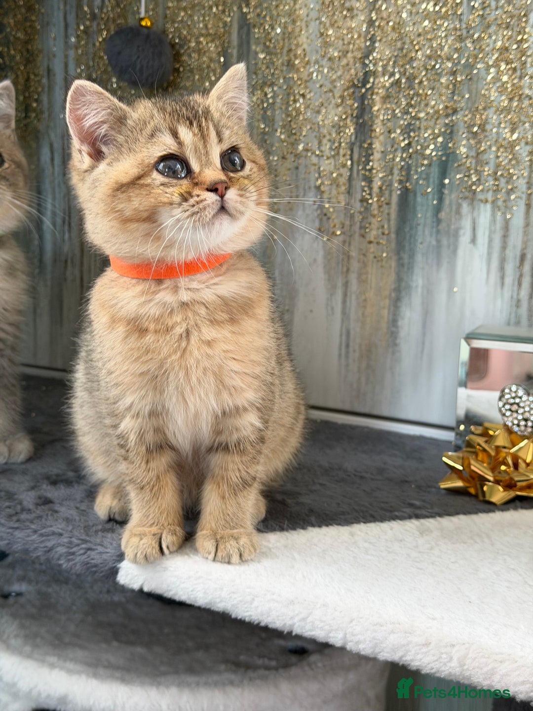 British Shorthair cats for sale: British shorthair Golden kittens TICA - Advert 5