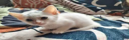 Mixed Breed cats for sale: Mixed breed kittens - Advert 4