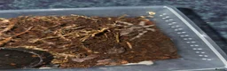 Tarantulas invertebrates for sale: Tarantula slings and juviniles in Bristol - Advert 8