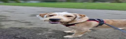 Mixed Breed dogs for sale: Crowley – Loving Lab×GWP Seeking Experienced Home in Bradford - Advert 3