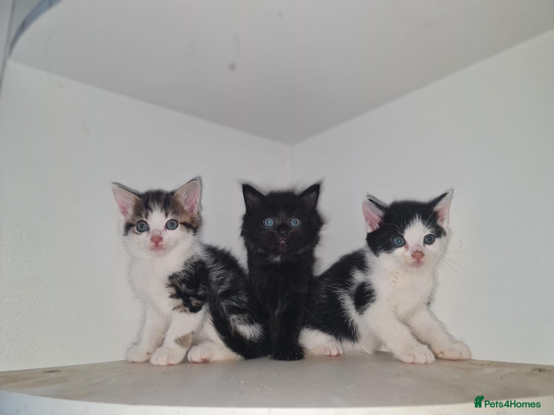 Mixed Breed cats 5 kittens for sale  - Advert 1