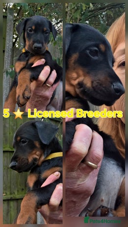 Dobermann dogs - Advert 2