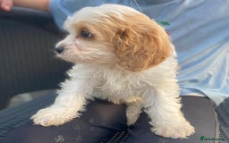 Cavapoo dogs for sale: Cavapoo litter  - Image 4