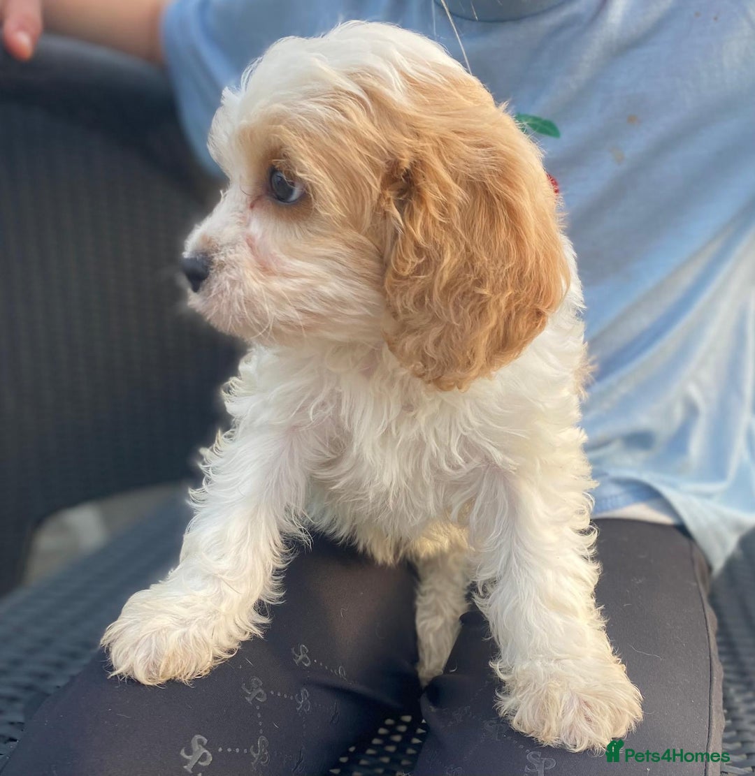 Cavapoo dogs for sale: Cavapoo litter  - Image 4