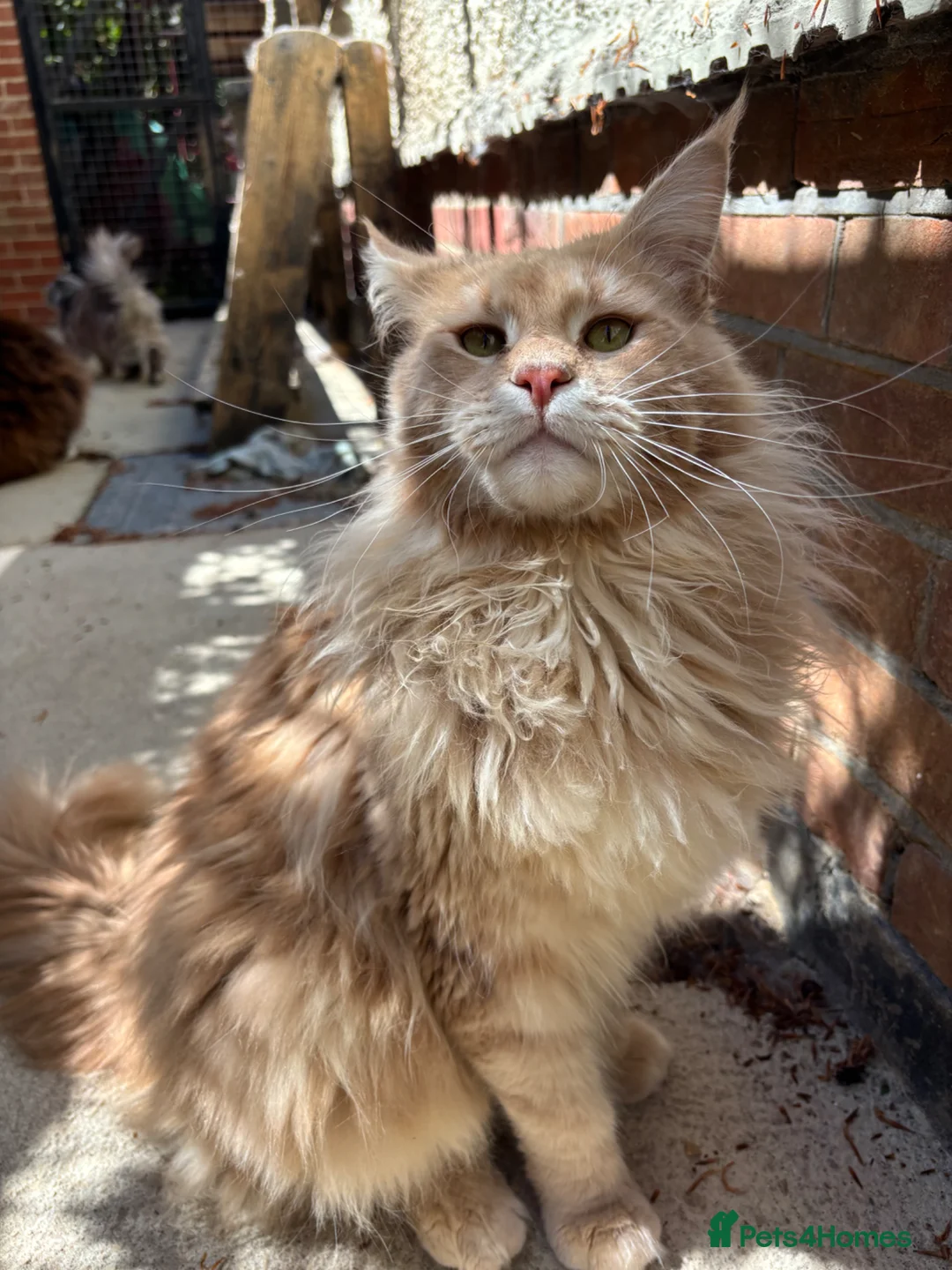 Maine Coon cats for sale: Stunning cream boy available  - Advert 2