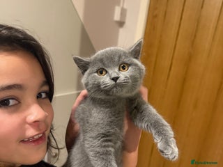 British Shorthair cats Last 2 kittens left 🐱 - Advert 2