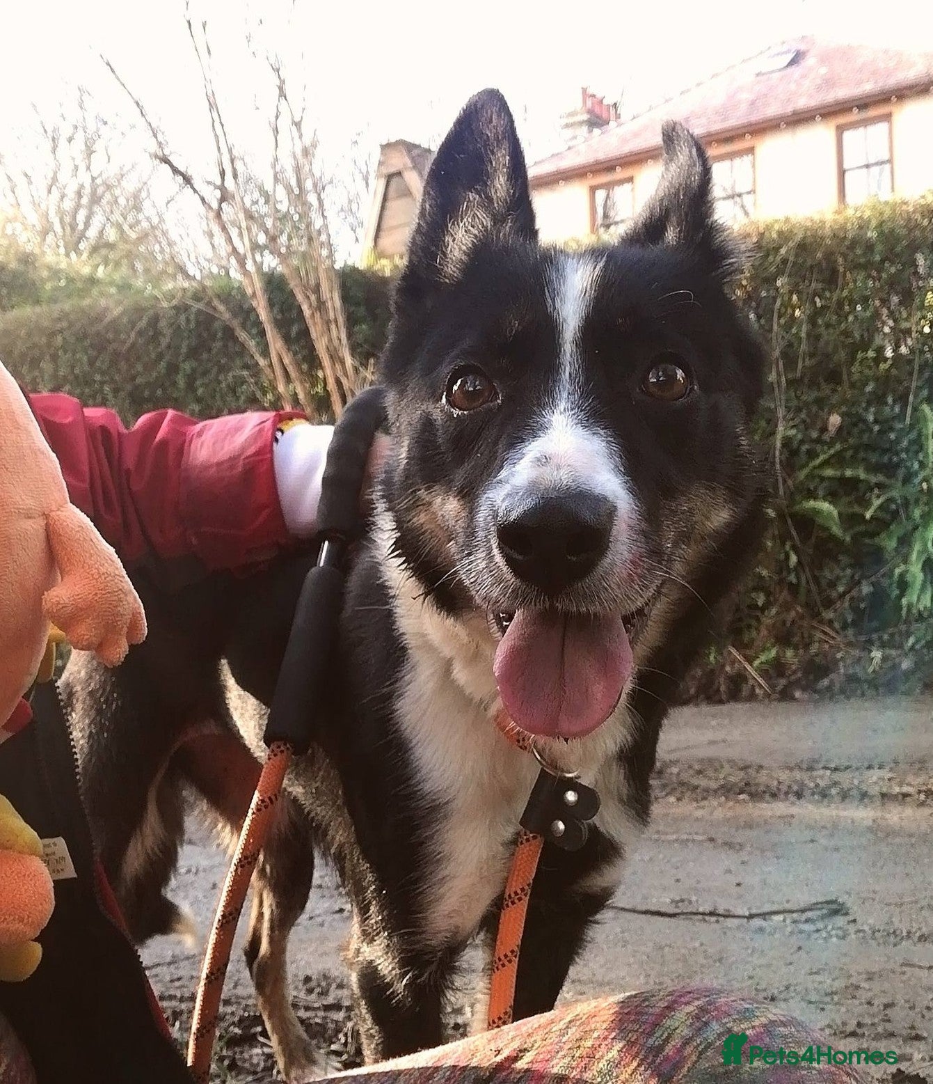 Border Collie dogs Molly 3yr old Border Collie - Advert 4