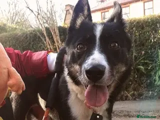 Border Collie dogs Molly 3yr old Border Collie - Advert 4