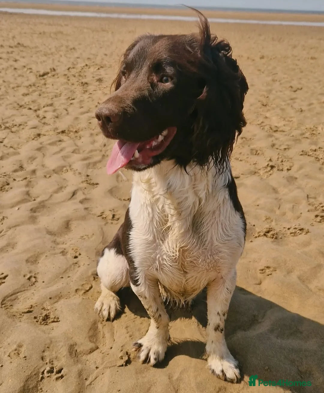 English Springer Spaniel dogs for stud: English Springer Spaniel STUD - Advert 3