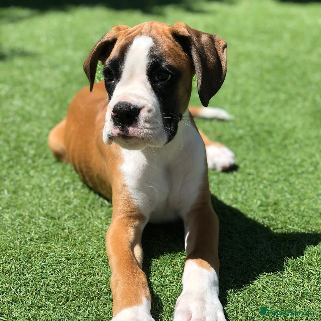 Boxer dogs for sale: Beautiful Boxer Female in Harrow - Advert 2
