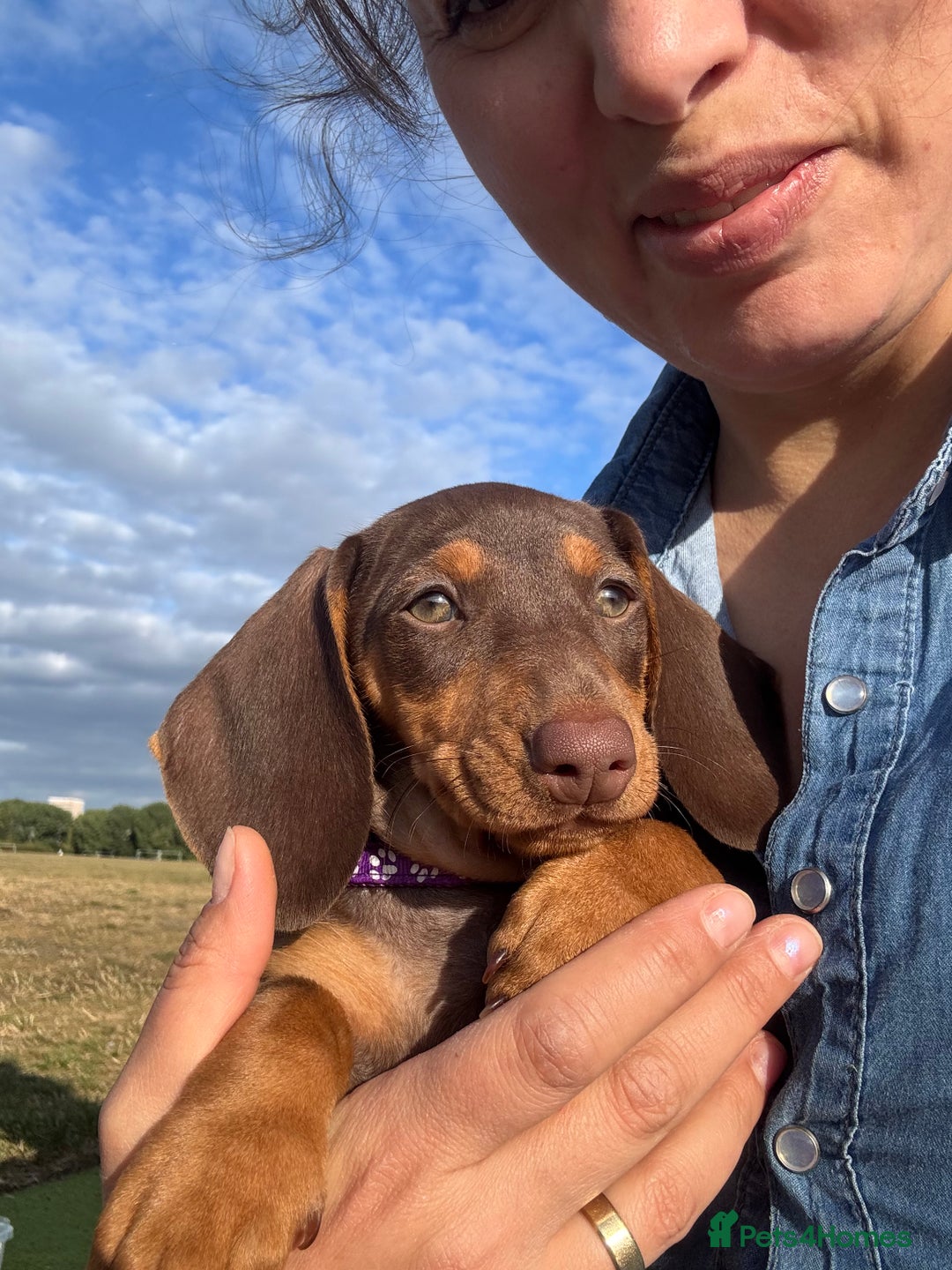Dachshund dogs for sale: Beautiful puppies of standard dachshund  - Image 29