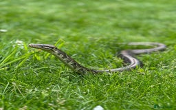 Python Snake reptiles for sale: Royal python with cage - Image 1