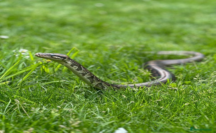 Python Snake reptiles - Advert 1