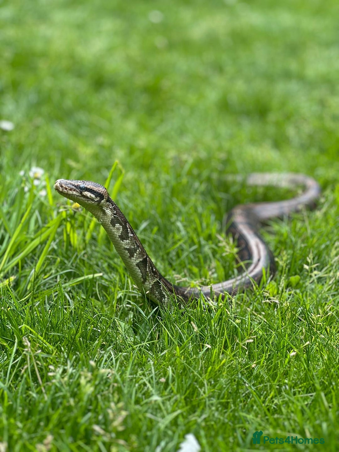 Python Snake reptiles for sale: Royal python with cage - Image 1