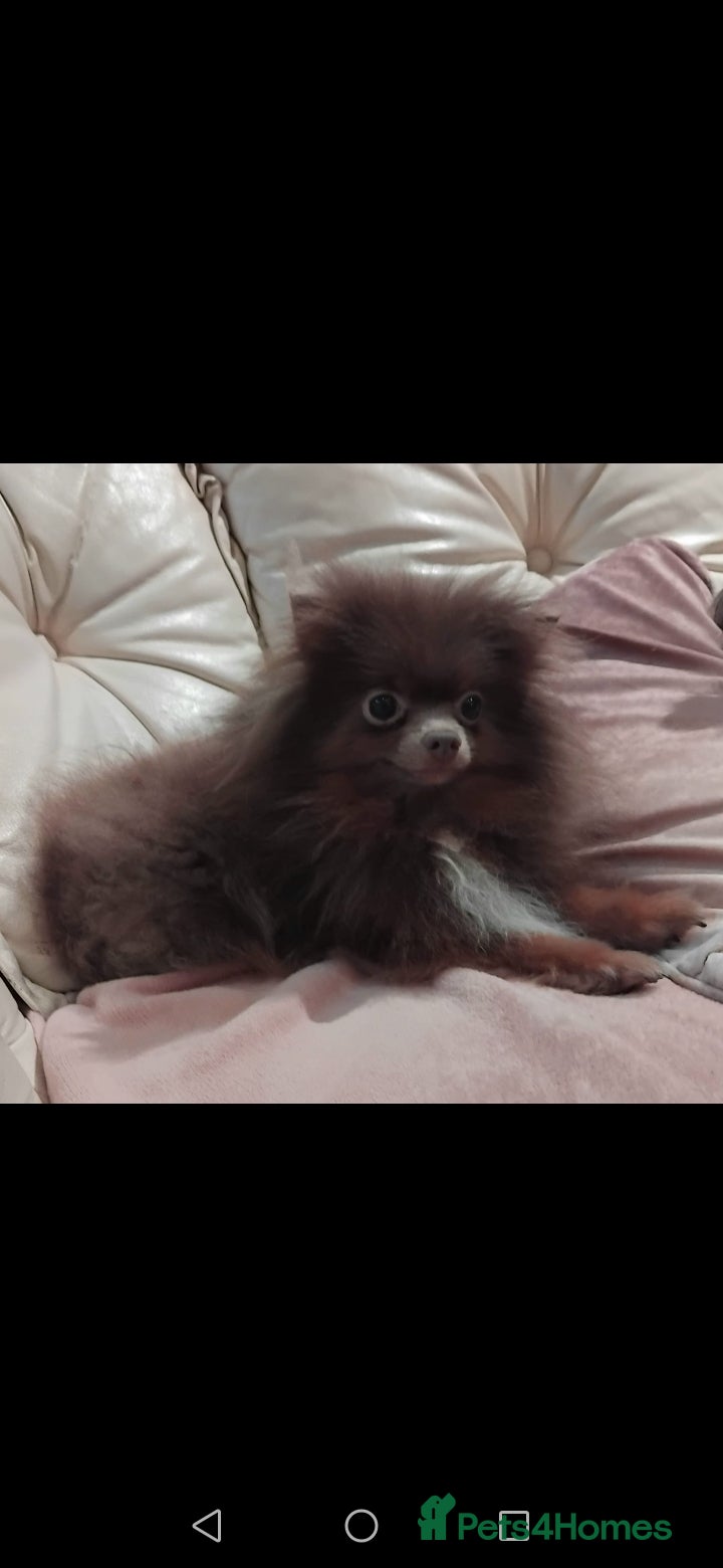 Pomeranian dogs Stunning pomeranian pups - Advert 6