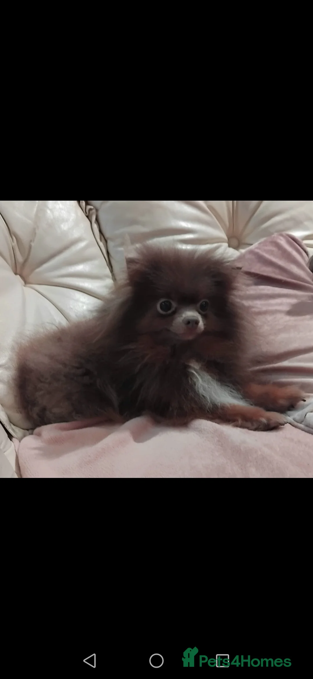Pomeranian dogs for sale: Stunning pomeranian pups - Advert 1
