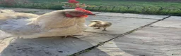 Chickens poultry for sale: 🐔 COMPLETE CHICKEN FLOCK & SETUP FOR SALE 🐔 - Advert 9