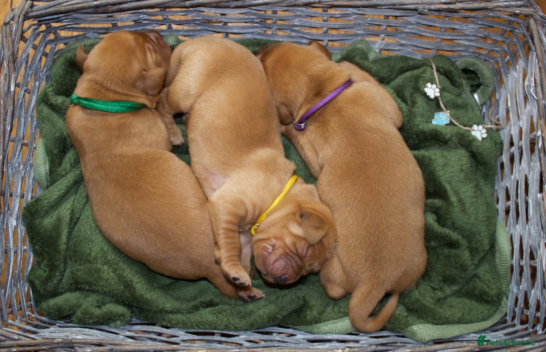 Labrador Retriever dogs for sale: 🐾 KC Registered Fox Red Lab Puppies 🐾 - Image 16
