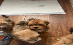 Lhasa Apso dogs for sale: Red and tan Lhasa apso puppies  - Image 3