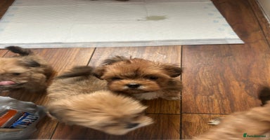 Lhasa Apso dogs - Advert 11