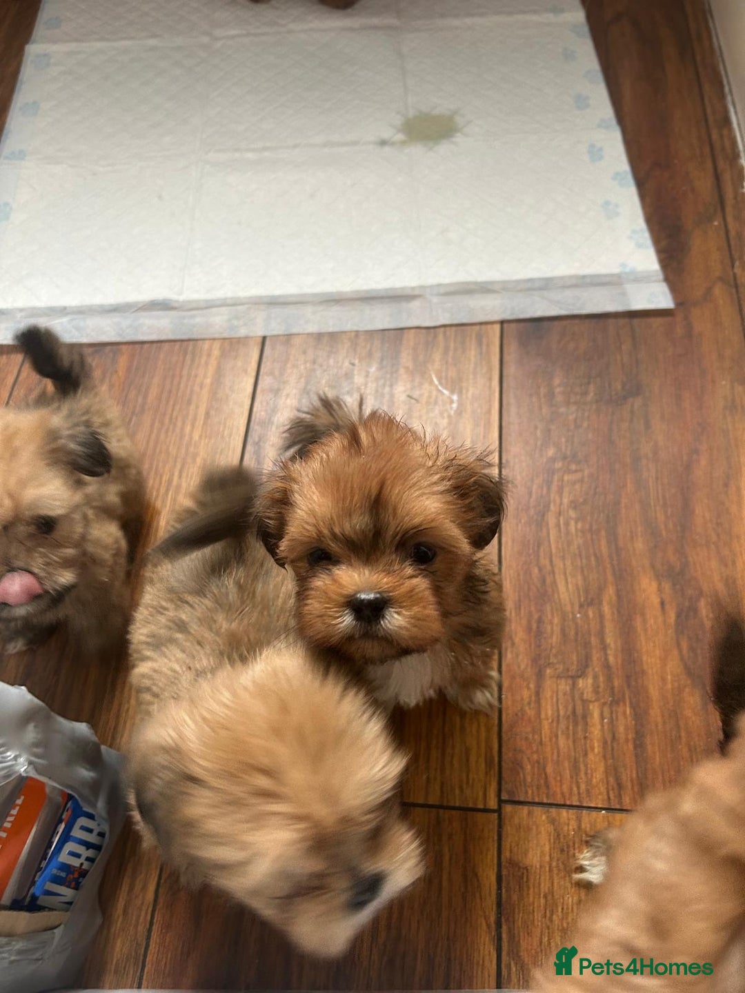 Lhasa Apso dogs for sale: Red and tan Lhasa apso puppies  - Image 3