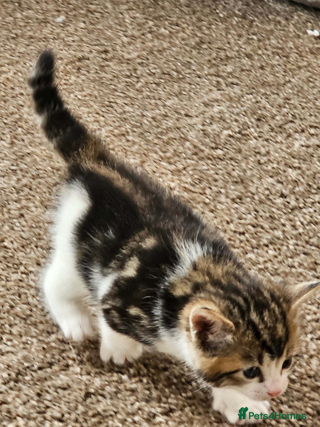 Mixed Breed cats for sale: Tabby mix rangdoll and black - Image 4