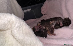 Bengal cats for sale: Bengal kittens Pure just born - Image 2