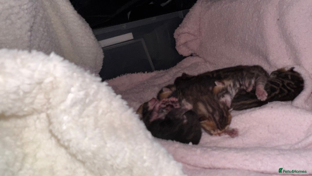 Bengal cats for sale: Bengal kittens Pure just born - Image 2