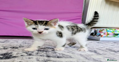 Siberian cats - Advert 3