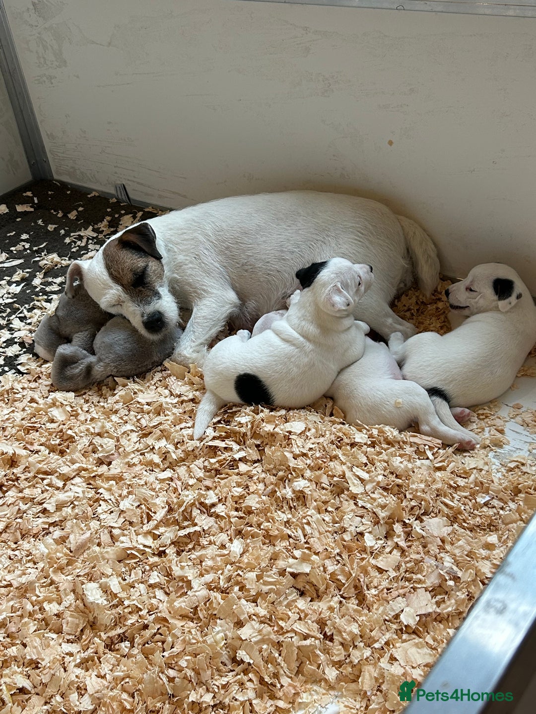 Jack Russell dogs for sale: 3 Lovely jack Russel girls - Image 10