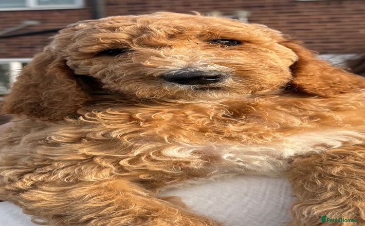Labradoodle dogs - Advert 2