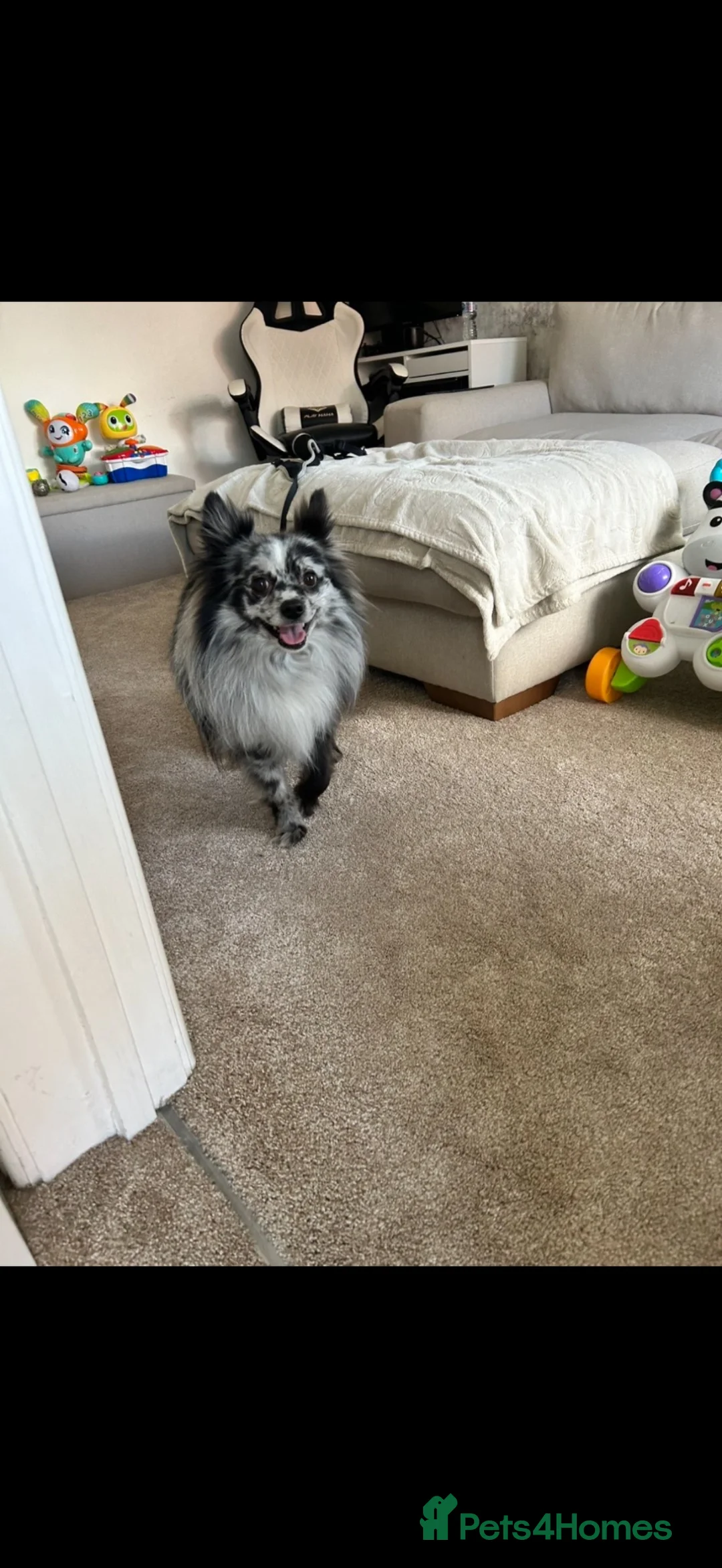 Pomeranian dogs for sale: Arlo the Pomeranian  - Advert 5