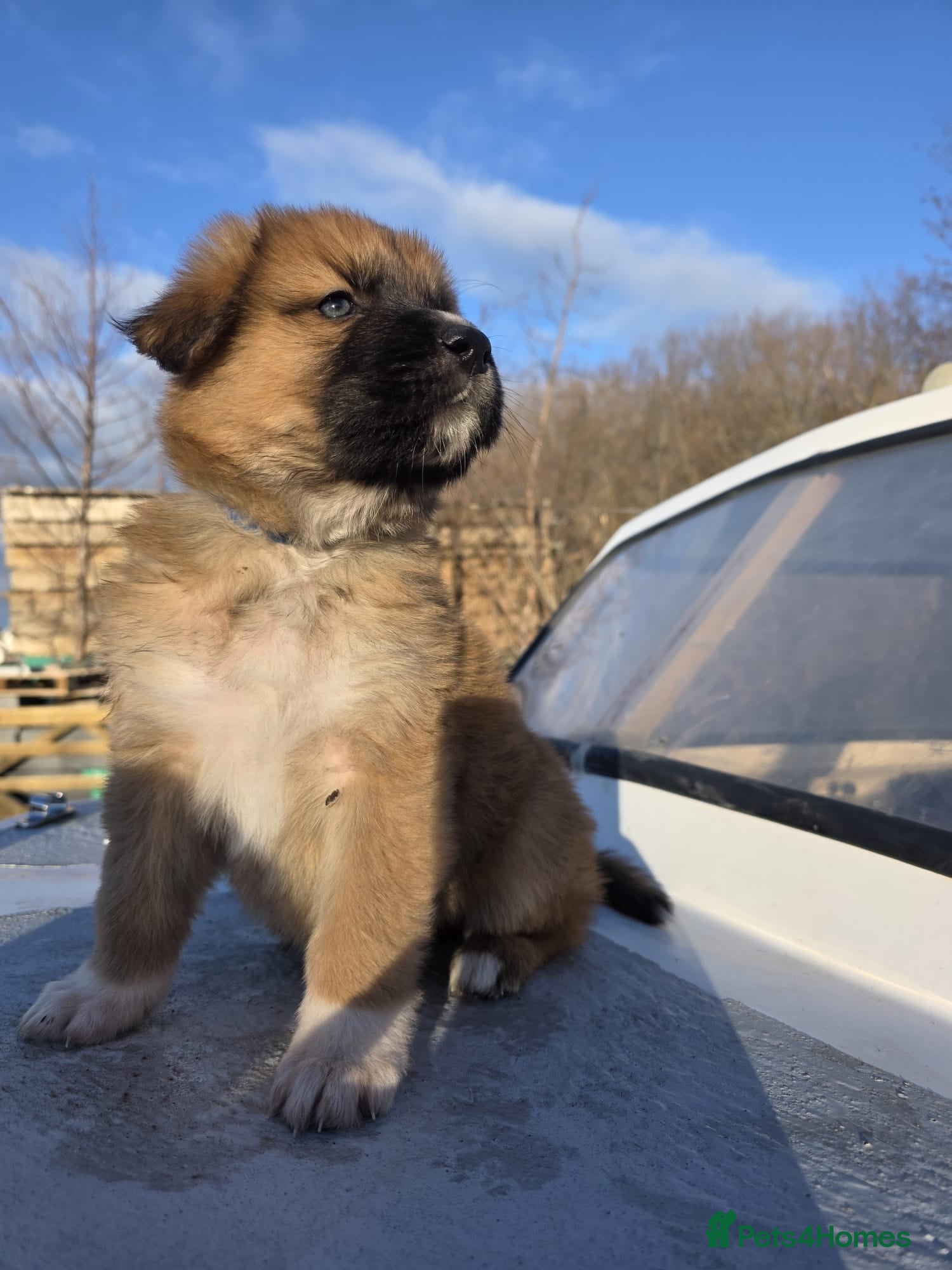 Mixed Breed dogs Highland Shepherd Puppies!!! - Advert 1