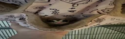 Sugar Glider rodents for sale: 3 Sugar Gliders in Plymouth - Advert 5