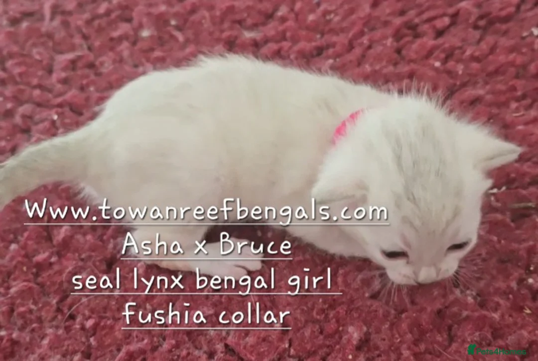 Bengal cats for sale: Tica registered bengal kittens - Advert 2